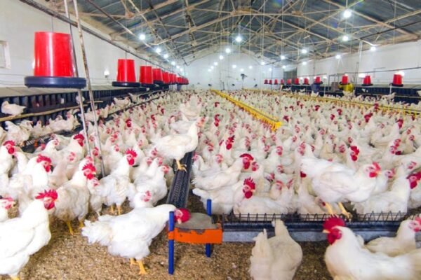 poultry farming business plan