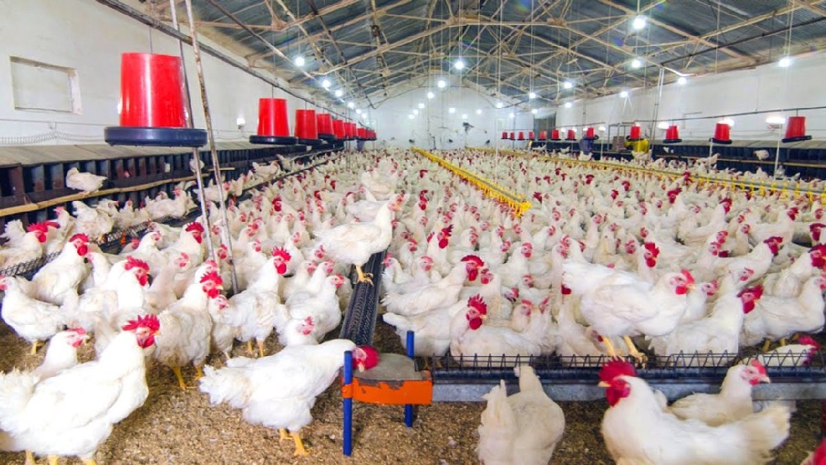 poultry farming business plan