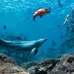 A dolphin named Bubbles makes other fish vomit, then eats it