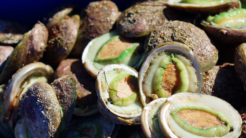 Flooded market leaves pioneering WA abalone ranch close to the end