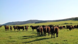 Hopes new Bass Strait service will lead to cheaper shipping for farmers