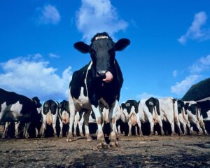 ‘It bloody works’: why the world’s oldest cheddar-maker uses a ‘milk-source’ heat pump